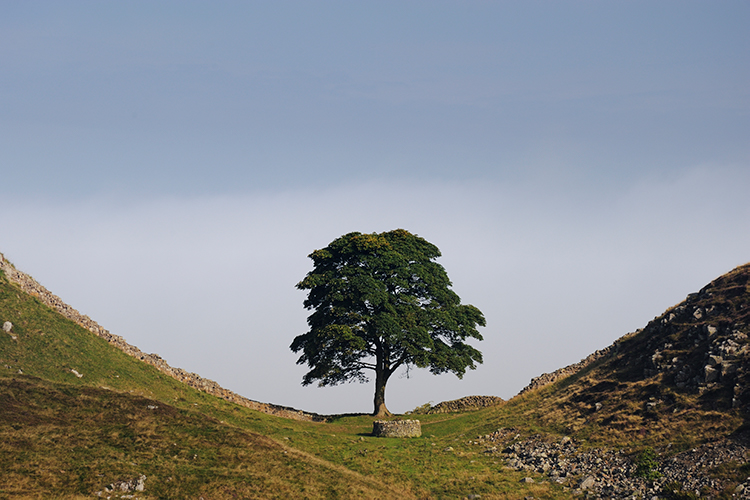 Sycamore Gap, Hadrian's Wall, Northumberland, England, UK