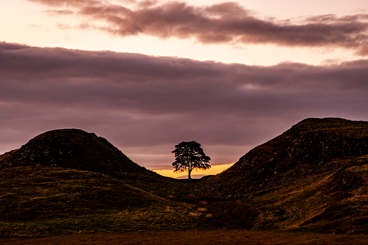 sycamore gap on hadrians wall